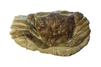 Coeloma taunicum